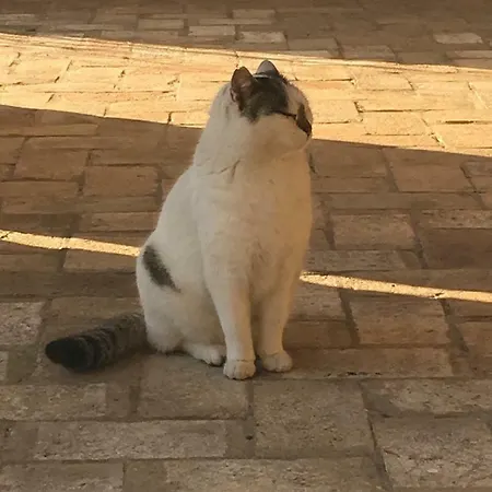 Πανσιόν Spazioramedello Ceggia